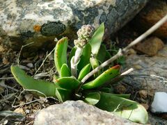 Crassula nudicaulis