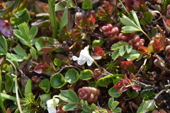 Viola macloskeyi