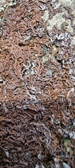 Anaptychia runcinata