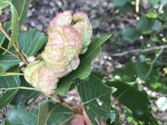 Pemphigus vesicarius