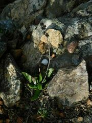 Crassula nudicaulis