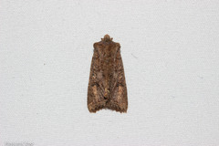 Meterana inchoata
