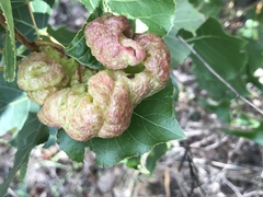 Pemphigus vesicarius