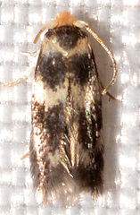 Etainia sericopeza