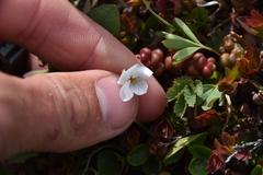 Viola macloskeyi