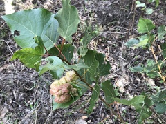 Pemphigus vesicarius