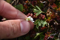 Viola macloskeyi