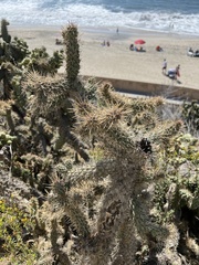 Cylindropuntia prolifera