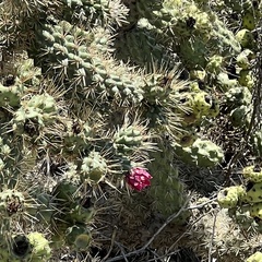 Cylindropuntia prolifera