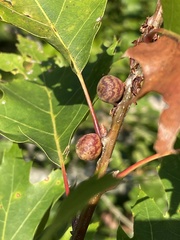 Kokkocynips imbricariae