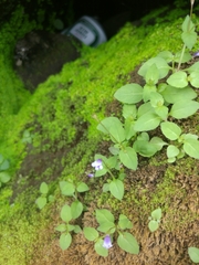 Linderniaceae