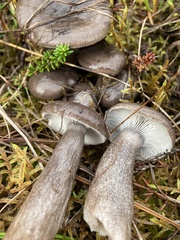 Lactarius pseudomucidus