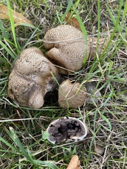 Scleroderma verrucosum