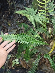 Blechnum chambersii
