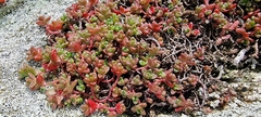 Sedum anglicum