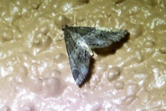 Usingeriessa brunnildalis