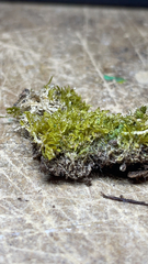 Bryopsida
