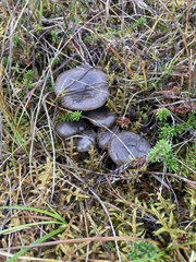 Lactarius pseudomucidus