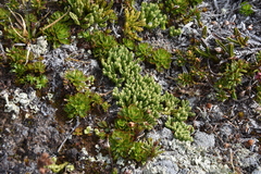 Diphasiastrum alpinum