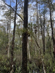 Tillandsia utriculata