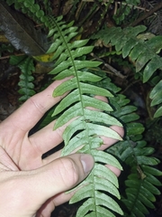 Blechnum chambersii