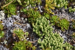 Diphasiastrum alpinum