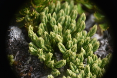 Diphasiastrum alpinum