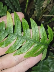 Blechnum chambersii