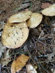 Polyporus radicatus