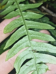 Blechnum chambersii