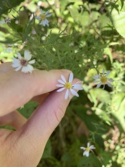 Symphyotrichum undulatum