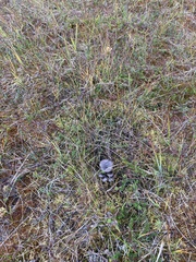 Lactarius pseudomucidus