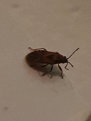 Arocatus melanocephalus