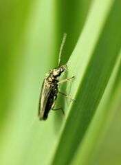 Oedemera virescens