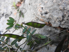 Vicia cretica