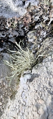 Ramalina cuspidata