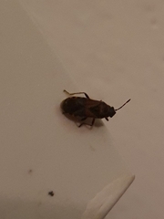 Arocatus melanocephalus