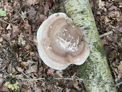 Fomitopsis betulina