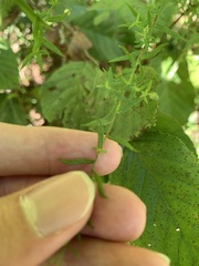 Symphyotrichum undulatum