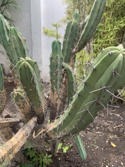 Myrtillocactus geometrizans