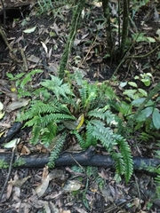 Blechnum chambersii