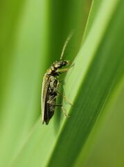 Oedemera virescens