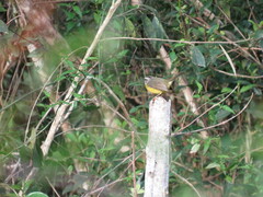Basileuterus culicivorus