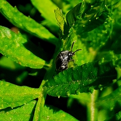 Bruchinae