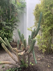 Myrtillocactus geometrizans