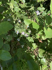 Symphyotrichum undulatum