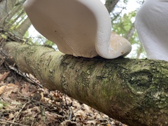 Fomitopsis betulina