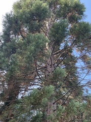 Sequoiadendron