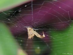 Uloborus