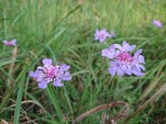 Scabiosa triandra